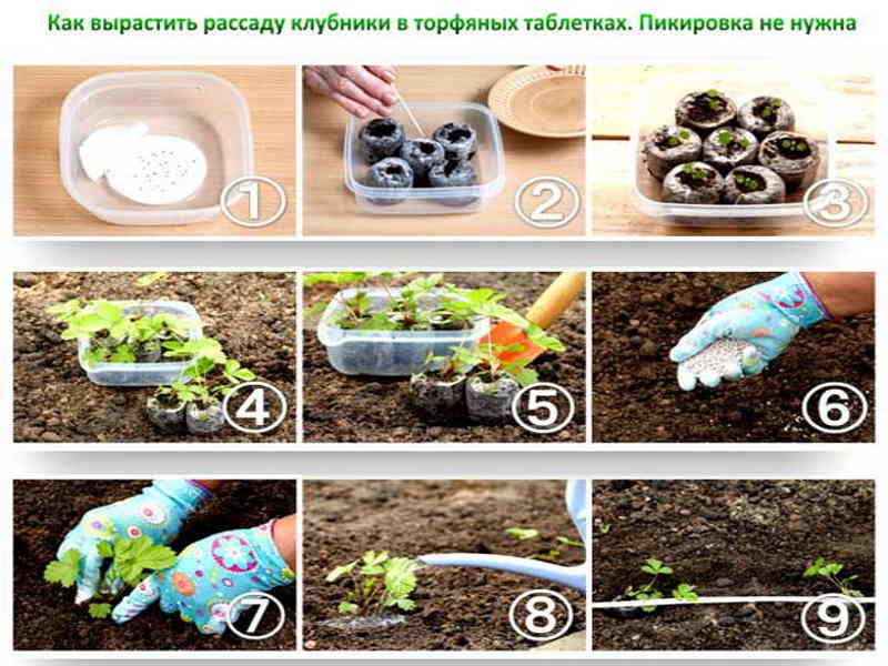 Рассада земляники из семян: 6 правил посева в домашних условиях